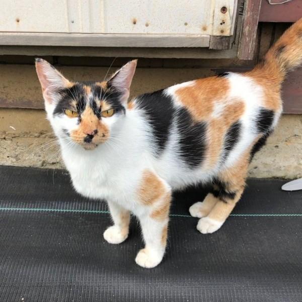 保護前のすみれちゃん。納屋で出産しました（画像提供：みかんさん）