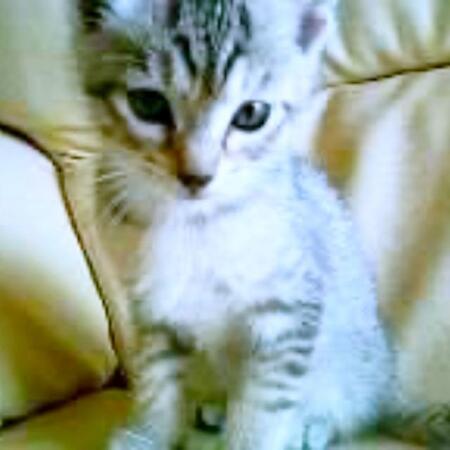 初めての「猫との暮らし」 王子様気質の子猫に家族全員がメロメロに…17年をともにした今、思うこと