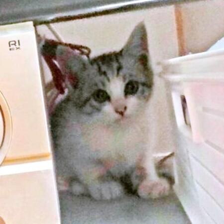先代猫が亡くなった後、駐車場で必死に鳴いていた子猫を保護 やんちゃな“甘えん坊”に振り回され…かけがえのない存在に