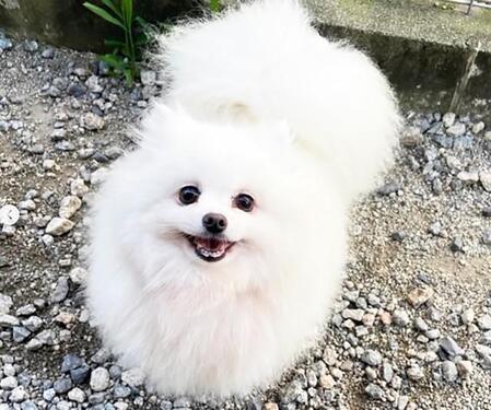 寂しげな顔をしたポメラニアン　600キロ先から届いた朗報　「ずっとわが家にいてね」名前に込められた愛の物語