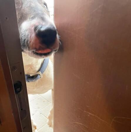 誕生日に飼育放棄されたブルテリア　持ち前のひょうきんぶりと賢さが幸せを呼び寄せた　「お店の看板犬として頑張ってね」