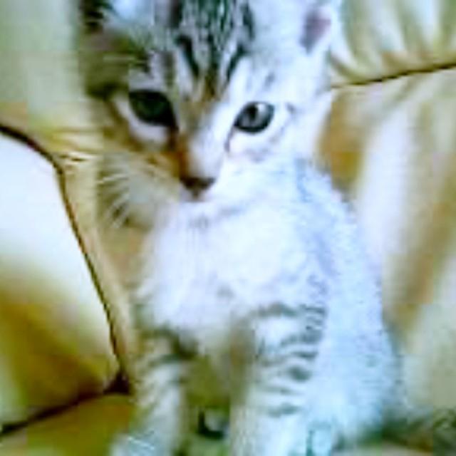 子猫時代、あどけない表情がキュートなトムくん（画像提供：4匹の猫のママさん）