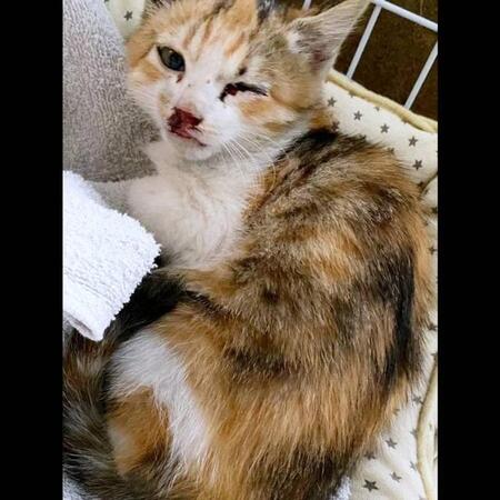 「このまま息絶えてしまうかも」国道の路肩で発見したケガして震える子猫 一度は通り過ぎたが…折り返して保護 今は食いしん坊に成長