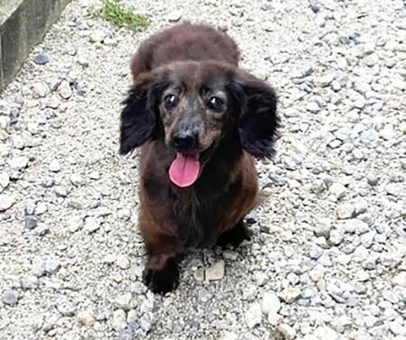 11歳で飼育放棄 保護されたミニチュアダックスは全盲だった 明るい性格でつかんだ幸せ 「保護犬ならぬ過保護犬です」と飼い主さん