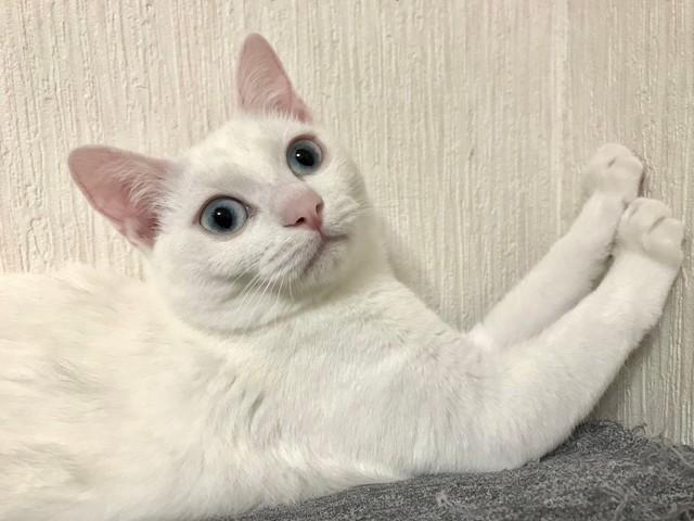 壁に爪を研ぐなど許さない行為をしても許せないと、猫を飼ってはならないという（コルメルさん提供）