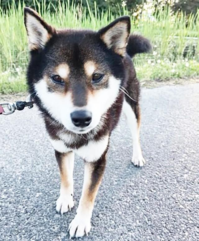 保健所に迷子犬として収容されていた黒柴の昼乃ちゃん