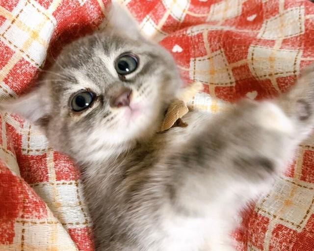 子猫時代、つぶらな瞳がキュートなNIAちゃん（画像提供：きみへ…さん）