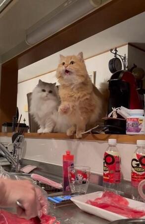猫が大クレーム「やめて！ママ」料理していたら…「だめだよそれ猫の！ねぇママ」