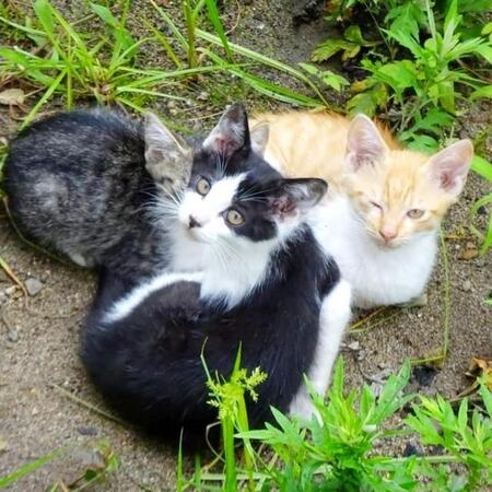 庭に現れるようになった母猫と4匹の子猫　脱腸した子猫を救うため、一家まるごと迎えることに　母の死を乗り越え、絆を深めたきょうだいたち