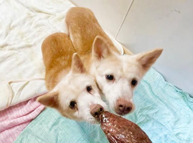 80匹もの多頭飼育崩壊の現場から救われたロパーちゃんとマドンナちゃん