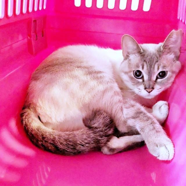 お迎え翌日、様子をうかがううるりちゃん（画像提供：うるりちゃん）