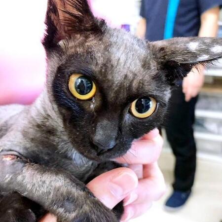 「もう一生歩けないかも」胸から腕にかけて深い傷…近所の玄関先で倒れていた瀕死の子猫、保護3年、奇跡の回復で“大暴走猫”に