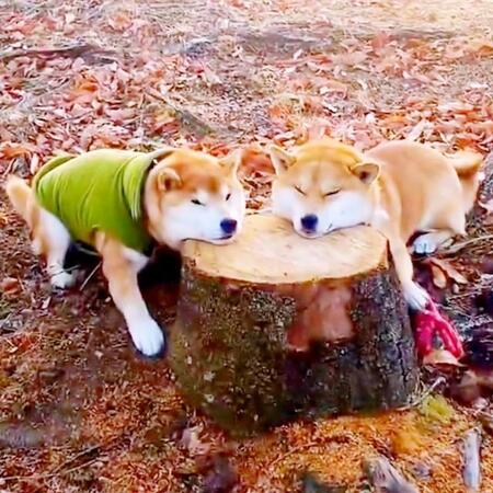 「リラックス効果、1億倍！」…切り株にアゴをのせてまったり、2匹の柴犬に「アロマ抜群」「見ている私も癒やされました」