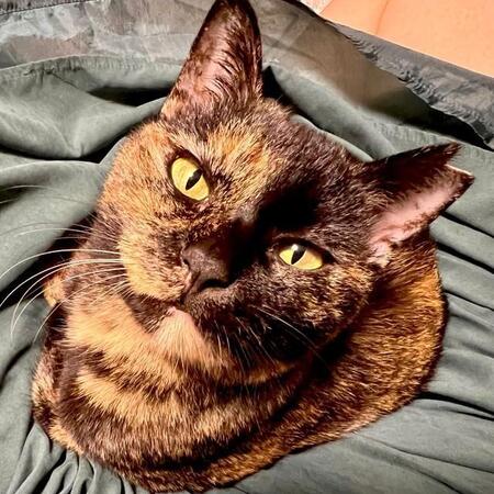 「お膝乗り記念日」誕生！ “一生ムリ”と思っていたのに…迎えて4カ月、初めて膝に乗った猫　驚きと感動の瞬間に広がる祝福の声