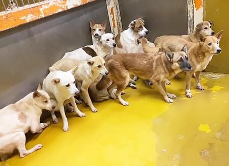 野犬だったあなたから教わったこと　「保護犬と一緒に泊まれる宿泊施設」開設へ　保護団体代表が一念発起で土地購入