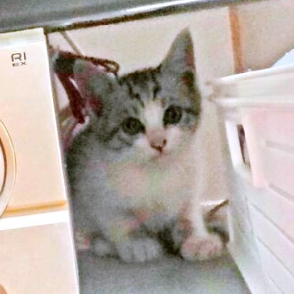 保護当日、テレビラックの隙間に隠れるミーコさん（画像提供：今日のミーコさん）