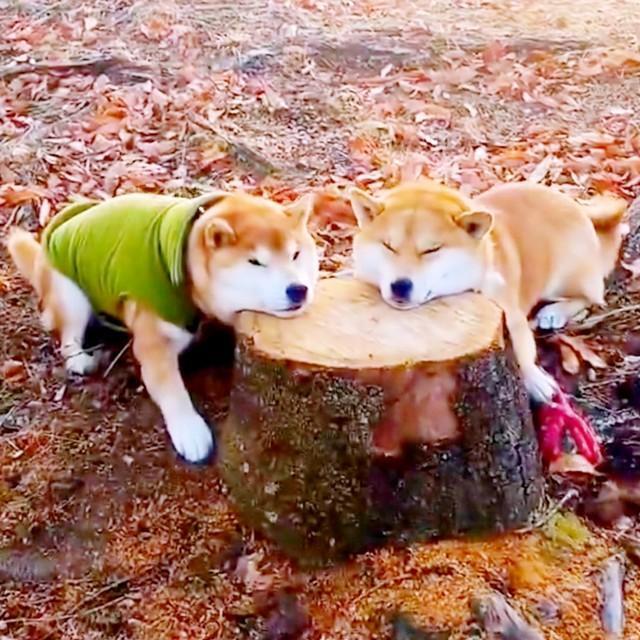 切り株にアゴをのせてまったりするはっちゃくくん（左）と、しんえもんくん（右）（画像提供：柴犬が作る幻の赤いキウイさん）