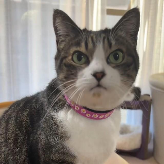 「おこ」！（画像提供：みふゆ(三冬)さん ※動画よりキャプチャ、画像を一部トリミング）