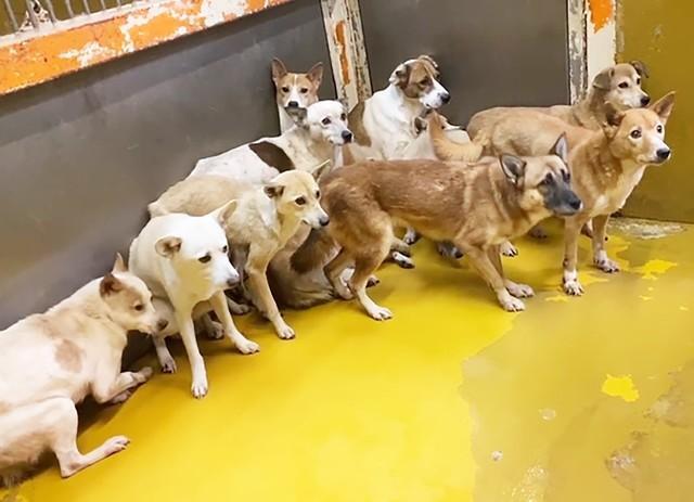 保護犬たちが新しい里親さんと出会うまでの時間を「楽しいものにしてあげたい」とPETS・田口さんは言います