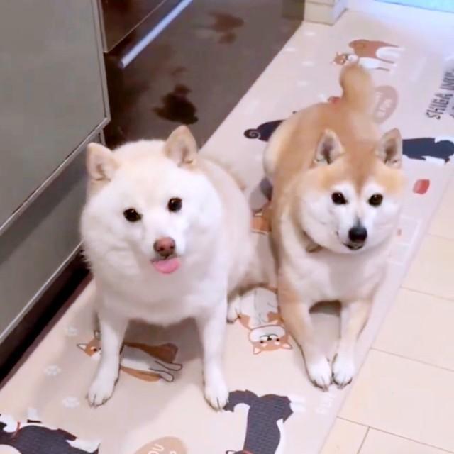 ペロッと舌を出してそわそわする餅子ちゃん（左）と、落ち着いた様子のくるみちゃん（右）（画像提供：KURUMILK.SHIBAINUさん）