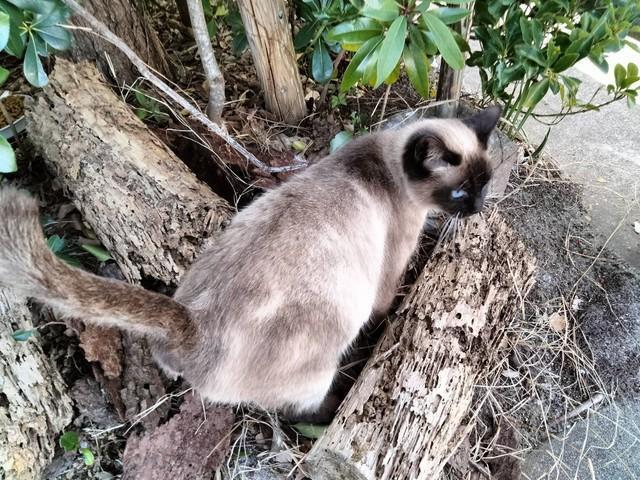 突然現れたシャム猫は妊娠、保護された（れんげさん提供）