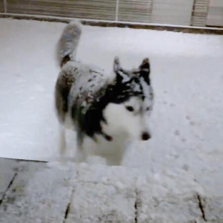 「ハスキーの撥水性すごすぎん？」雪まみれ→体“ぶるぶる”で即リセット　「さすがシベリアの犬」「振っただけで新品！」