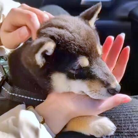 柴犬、こんなにご機嫌だったのに…病院でワクチン後の“しょんぼり姿”に5.5万いいね　「頑張ったね」「ドナドナが流れてそう」