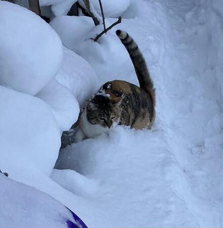 「しっぽぴーん」雪の中で無邪気に遊ぶ猫さんの尻尾、天に向かってまっすぐに伸びる様子に反響