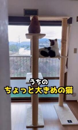 キャットタワーでくつろぐ犬「ちょっと大きめの猫と思ってる」と話題に　よく登ってるの？「三毛犬ですね」