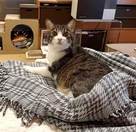 「ネッコの抜け殻！？…まだ温かい」毛布に入っていたのは？「最高に萌えます」