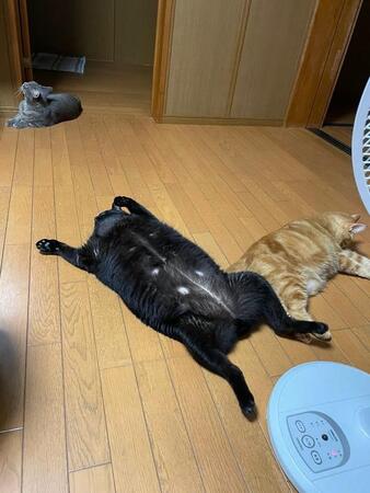 へそ天ドーン！3ニャンがダラけすぎ→特に黒猫くろすけくんは豪快すぎて…「猫の開きw」「無防備すぎる」「幸せ満開」