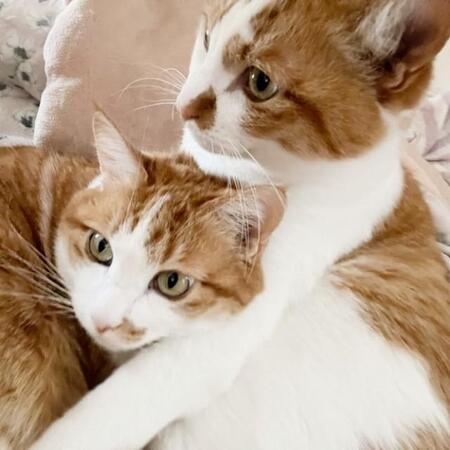 母猫が突然消えた…庭に残された兄妹子猫　怯えて隠れる日々から一変！ そろって布団へ　そして“おねだりダンス”を披露するまで