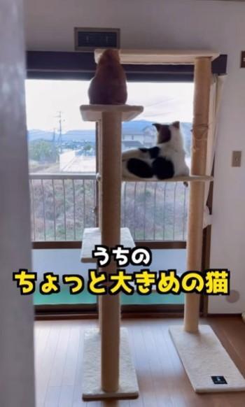 キャットタワーでくつろぐ「ちょっと大きめの猫」が話題に（直美さん提供、Instagramよりキャプチャ撮影）