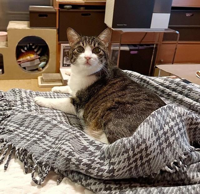 電気毛布にくるまる菊千代ちゃん（画像提供：mumさん）