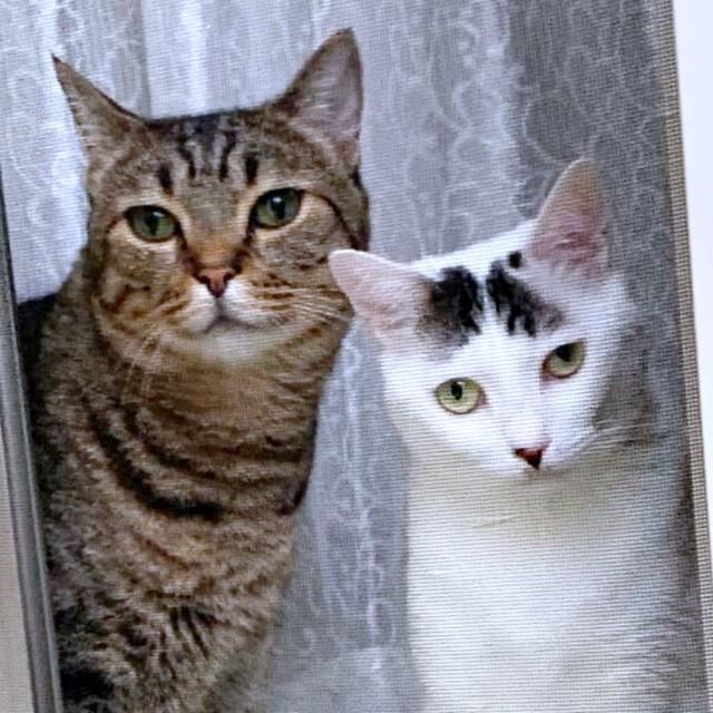 窓から飼い主さんを見つめる(左から)さくらくんとすみれちゃん（画像提供：さくら＆すみれさん）