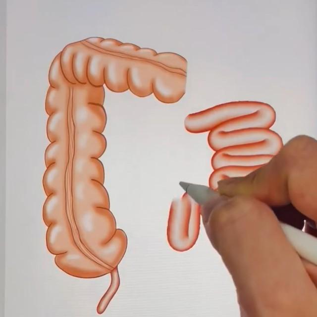 あっという間に小腸が描けます！（画像提供：だーいしさん　※動画よりキャプチャ、画像を一部トリミング）