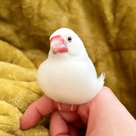 「お餅」から「エリンギ」にシュッ！？文鳥さん“驚きの変身”に「ほっそーいwwwwww」「別人(鳥)みたい！」の声