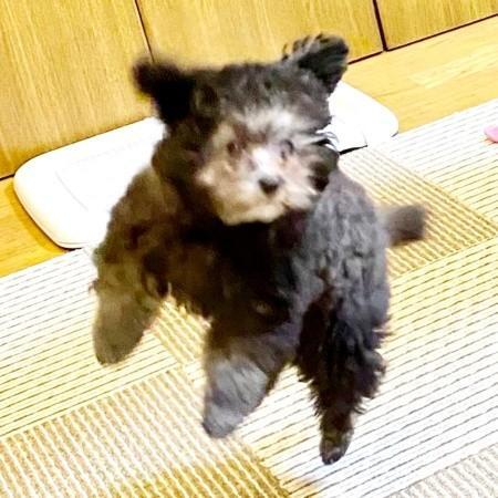 ベビ期、顔の中央から被毛の色合いが変わってきましたエマちゃん（画像提供：エマです！さん）
