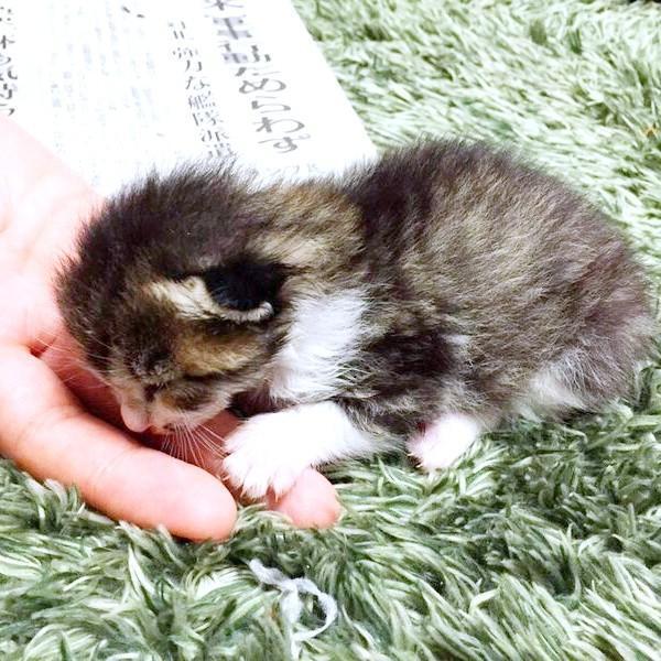 保護当時、手のひらにおさまるほど小さかったごまくん（画像提供：もへいさん）