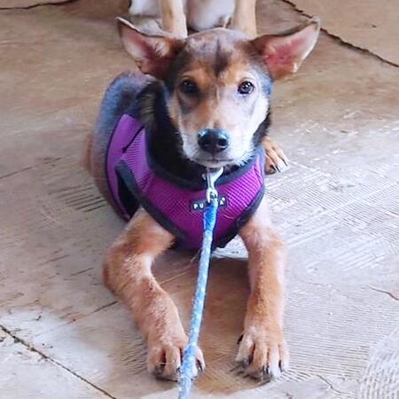 保護施設で震えていた元野犬、迎えて1カ月で脱走…「帰ってきてありがとう」お腹丸出し「なでて」アピールの甘えん坊に