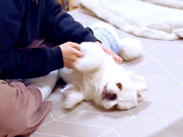 パパの視線に気づいたぷんちくん（画像提供：ペキパグのぷんちさん）