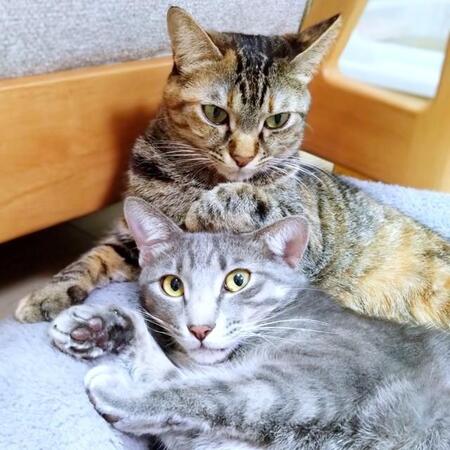 「目が大きくて怖い」と言われた子猫…元保護猫コンビが育む“特別な絆”、ぐいぐい近寄って「ペロッ」と催促