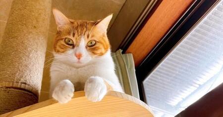 元幼稚園教諭の女性、保護猫たちのため一念発起してフリーランスの道へ　猫と過ごす「今この瞬間」を大事にしたい