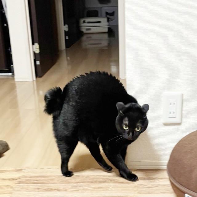 飼い主さんの外泊を察してぷんぷん状態になるあさりちゃん（画像提供：黒猫あさりさん）