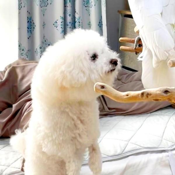 ミルクちゃんがじっと見つめているものは…？（画像提供：ダンシングオウムと監視犬さん）