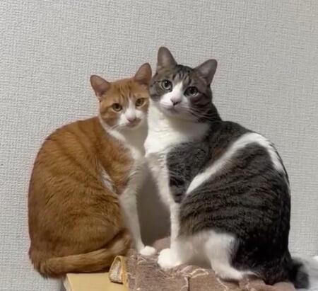 「抱っこ大嫌い」でお口がへの字になる猫さん「お気持ち出てますねぇ」「うちも」