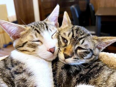 海辺の街で保護された兄弟猫…1匹のつもりが2匹を家族に　“警戒心の兄”と“イタズラ弟”で波乱の幕開け、3年後は？