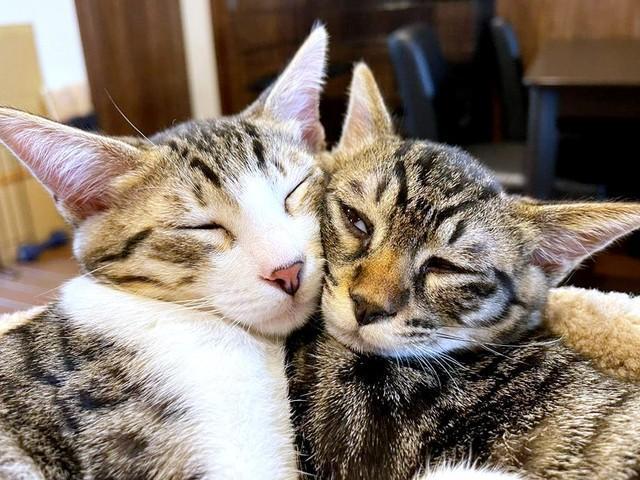 子猫時代、頬を寄せ合ってくつろぐ南南くん（左）と真良くん（右）（画像提供：まよなんさん）