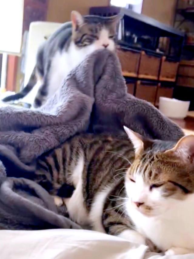 毛布を口にくわえて持ち上げるまるくんと、のんびりくつろぐユキちゃん（画像提供：wuki wukiさん）