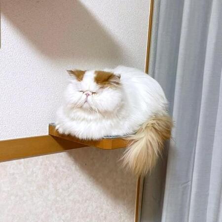 これぞ「福」の可視化!? 猫の神々しい寝姿に「ありがたや~!」「待ち受けにしたらご利益ありそう」と反響続々